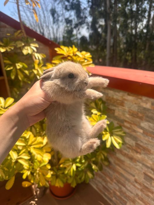 Coelhinhos a venda coelhos