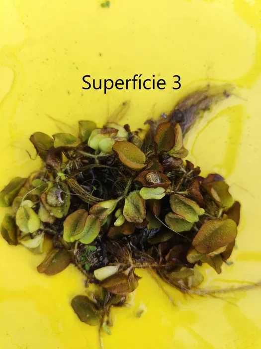 20 Plantas  para Aquário por 20 Euros - Envio para Todo Portugal!