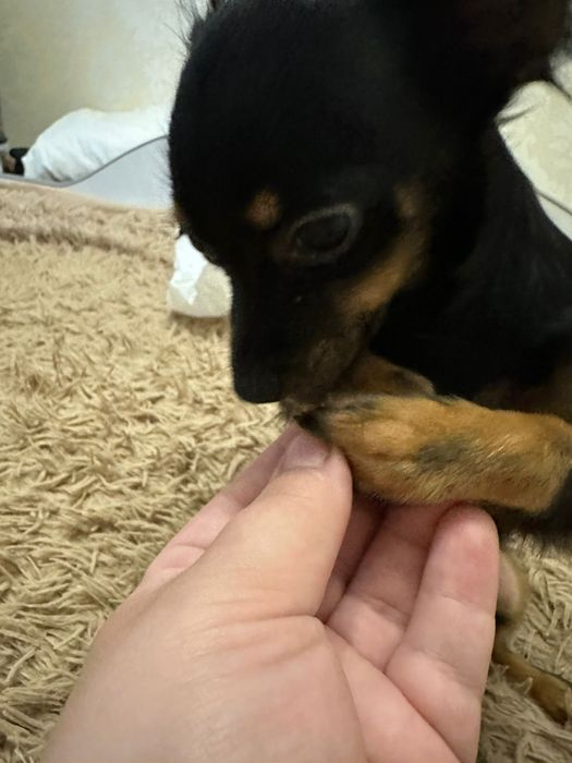 Продам цуценя той терьєра