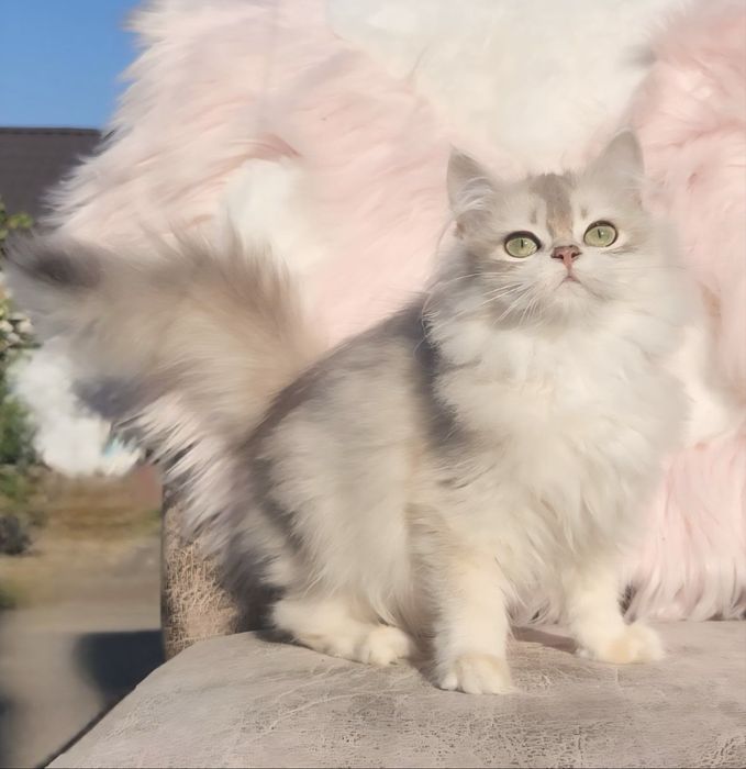 Британська дівчинка