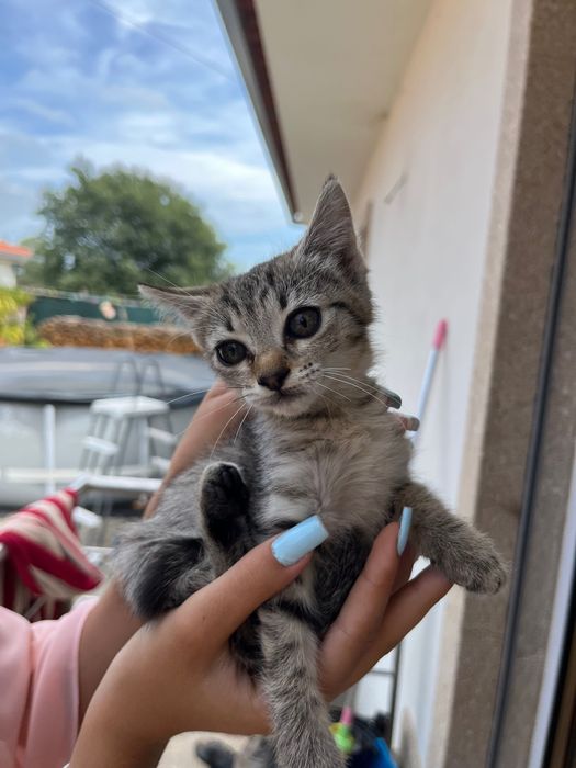 3 gatos bebés para adoçao
