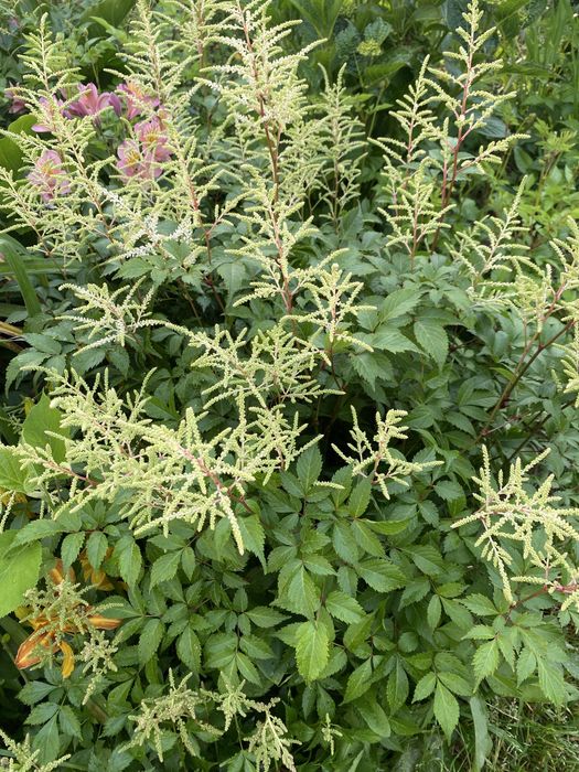 Plantas exteriores várias especies