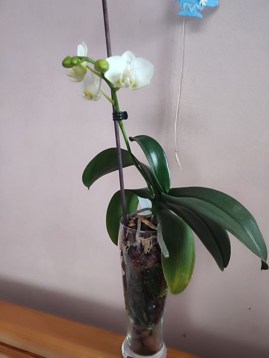 Орхідея Амабіліс