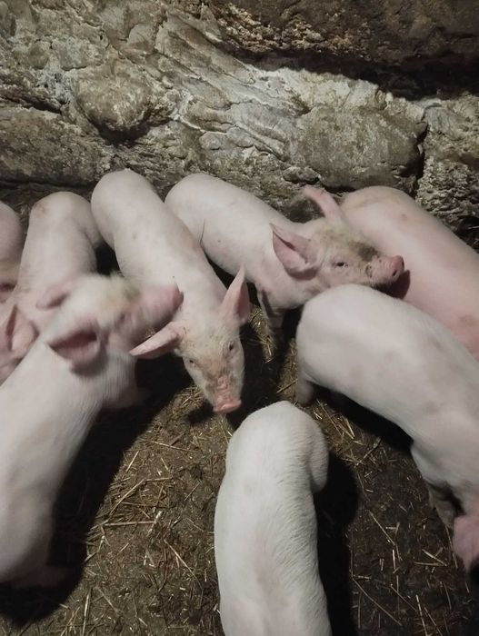 Продам   поросят