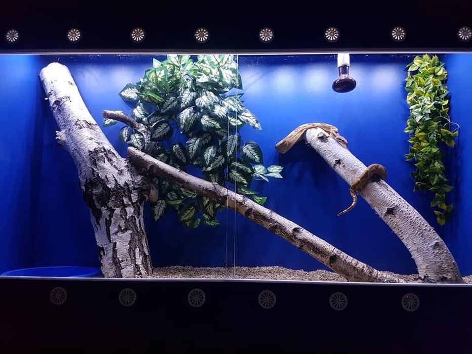 Terraium XXL dla gadów