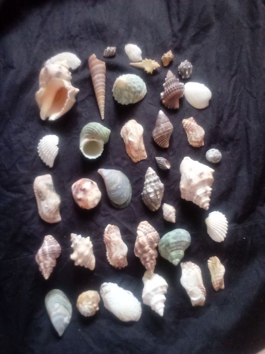 Ракушки пропоную.