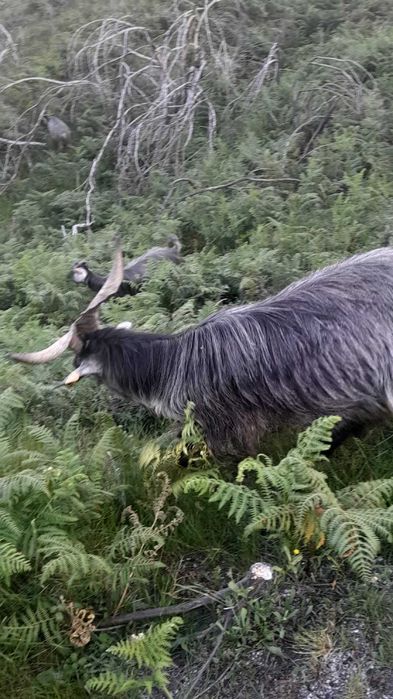 Venda ou troca de 1 xibo