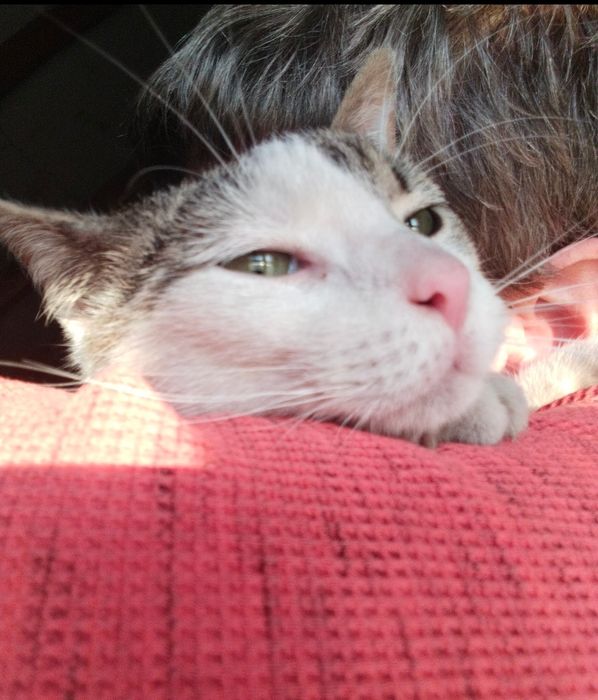 Henio kto go pokocha