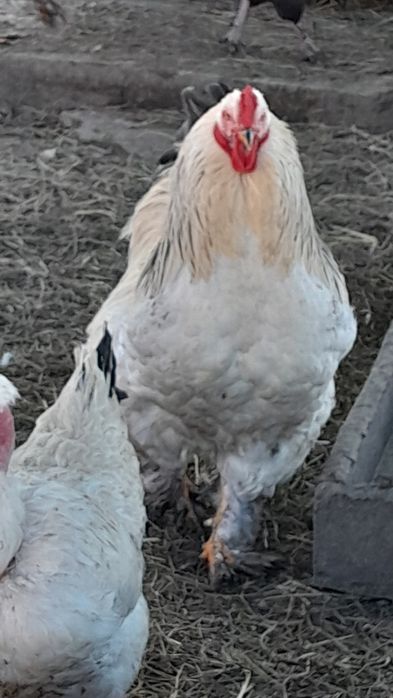 Продам півнів ( Брама )