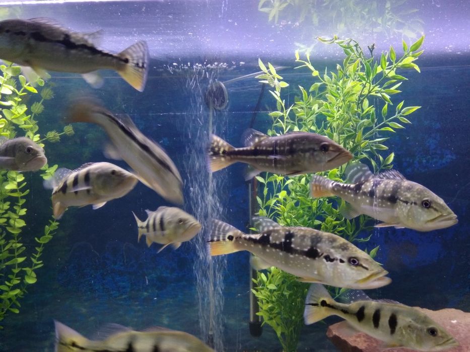Cichla Blue Azul Piquiti 20-25 cm