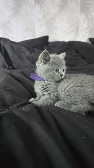 Kotka Brytyjska kocica ostatnia