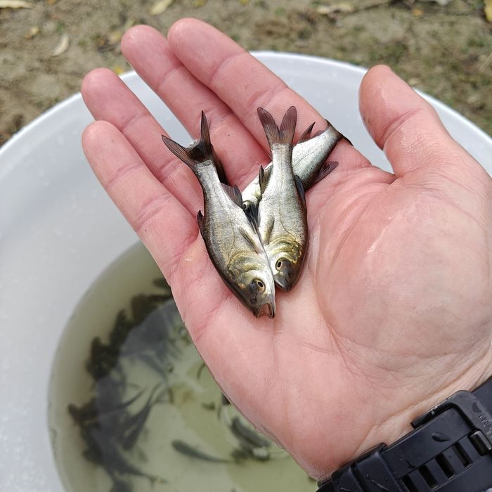 рибна ферма розводить товстолоба