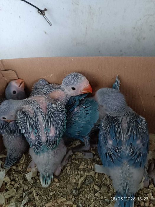 Ringneck para acabar de criar á mão