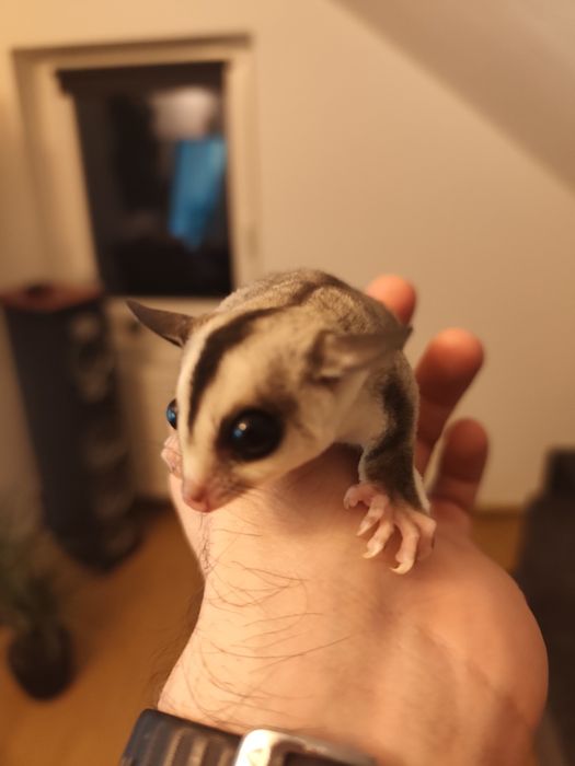 Lotopałanka karłowata młode samiec i samica