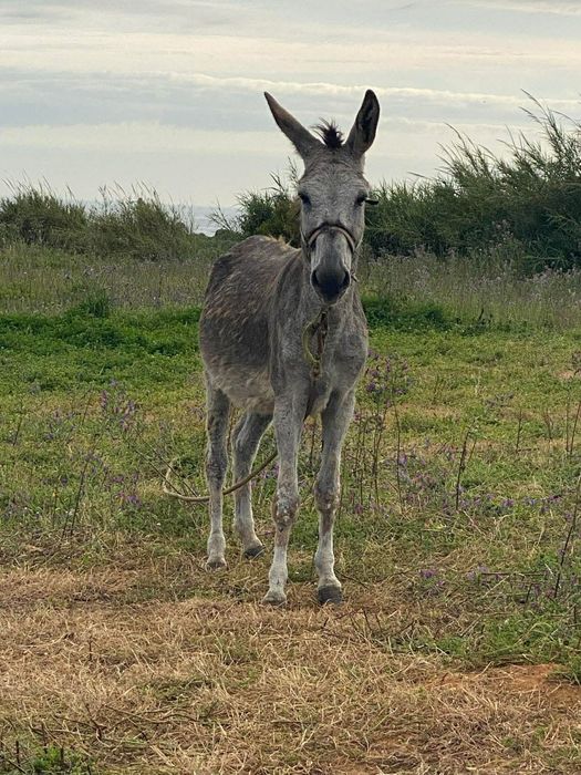 Burros e burras mansos