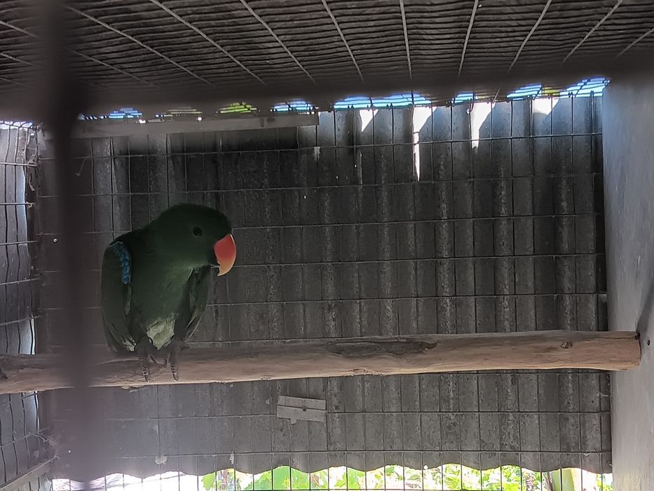 Papagaio  Macho eclectus roratus