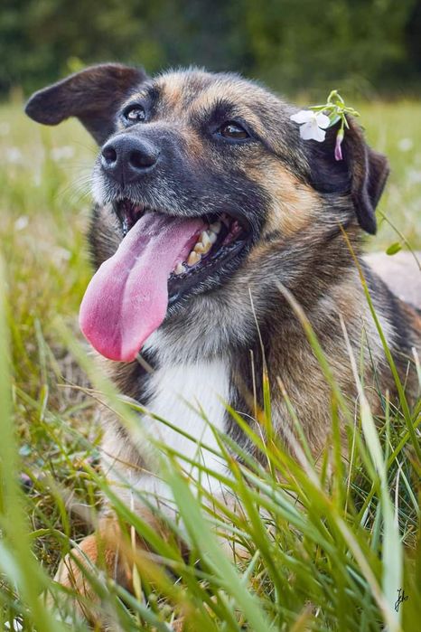 Średniej wielkości Suczka szuka Domu!