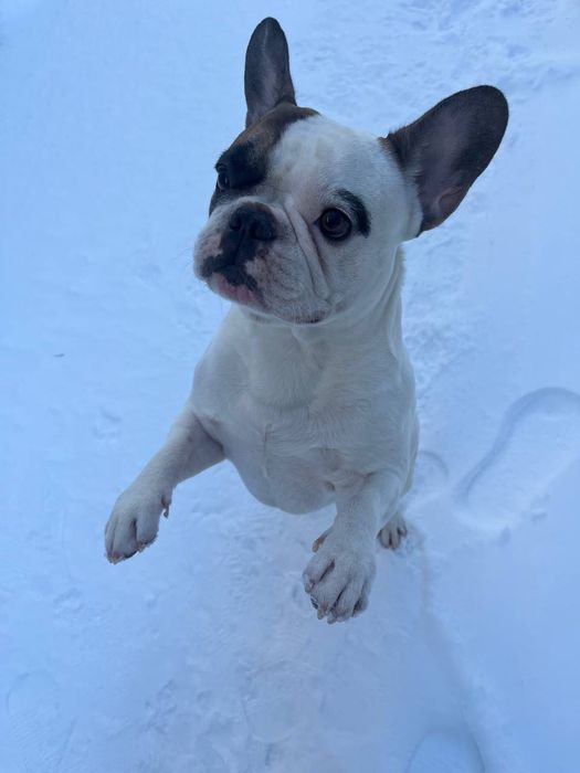 Шукаю сім'ю французький бульдог