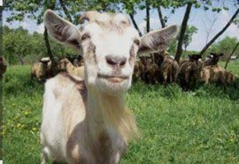 Продам дійні кози.