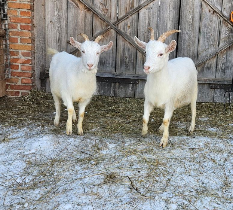 Sprzedam Kozy mleczne