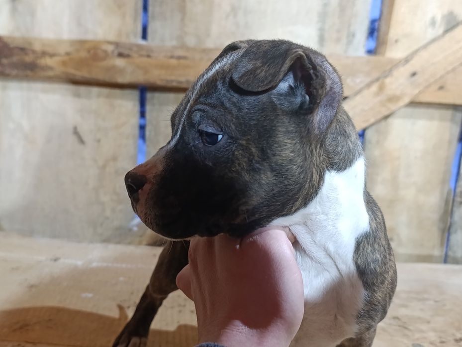 3  miesięczne amstaffy