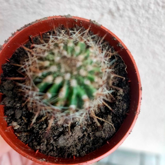 кактус Ехінопсис білоквітковий