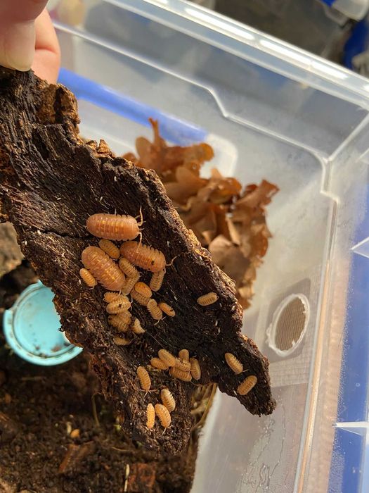 Isopodes (Bichos de conta)