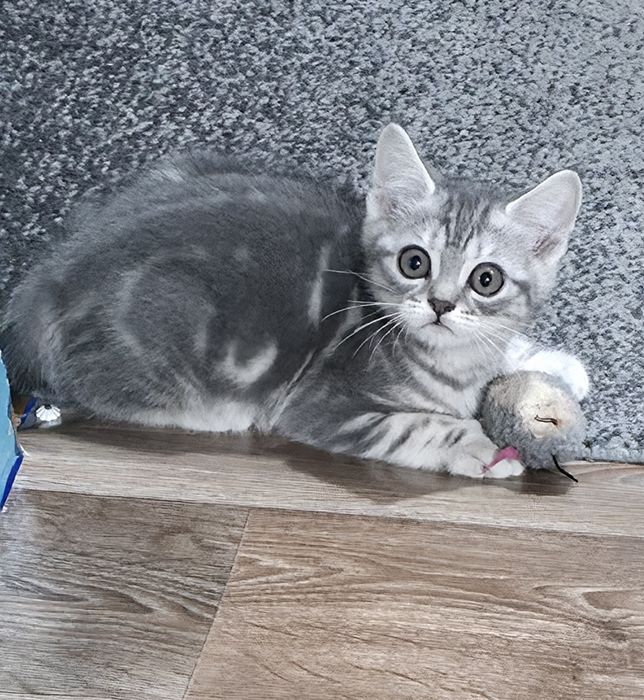 Шотландські котусики