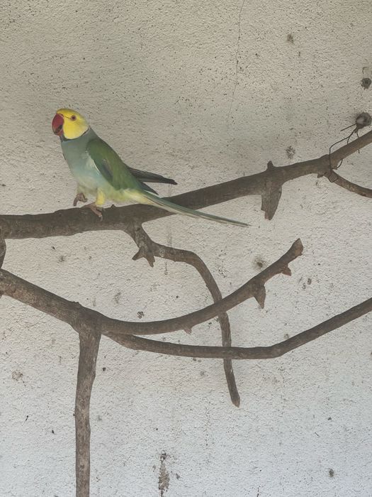 Ring Neck CC para cedencia