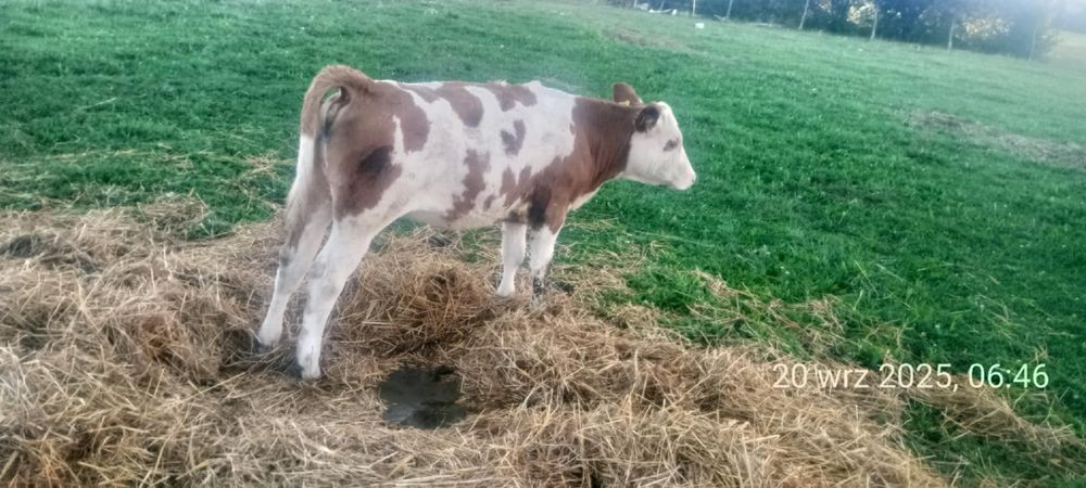 Dwie cieliczki simental