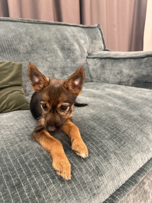 Безкоштовно віддам щеня