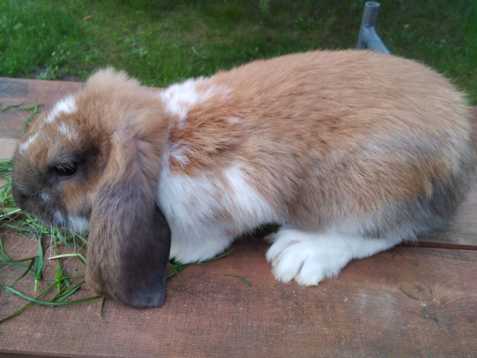 Młode samiczki 6cio kilowe isamczyk 5cio kg