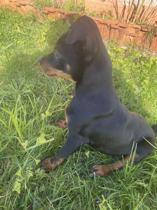 Pincher Fêmea puro pronto para entrega