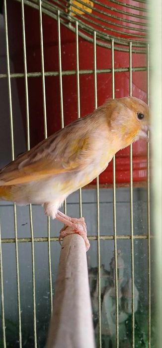 Canarios lindos 2024