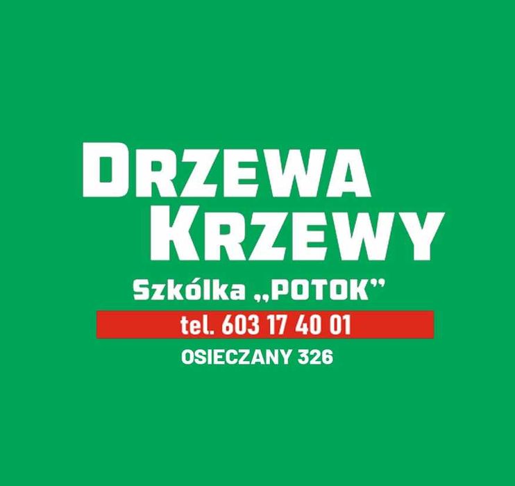 Klon palmowy , klony palmowe