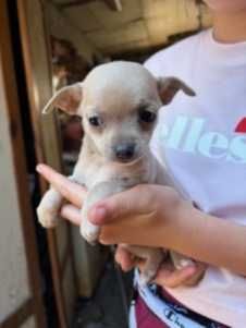 Chihuahua suczki pieski