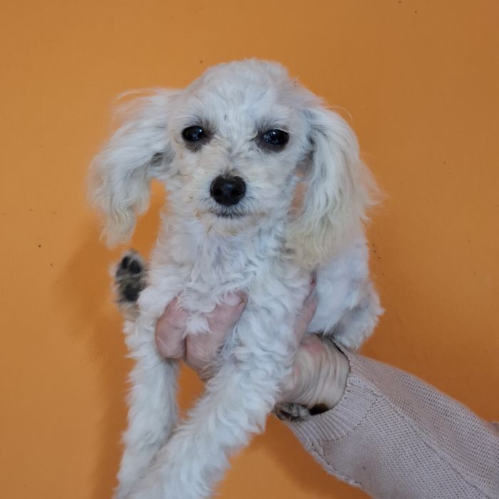 Maltipoo śliczny piesk