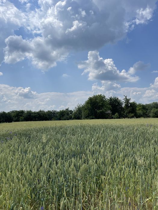 Земельна ділянка С.Стрітівка київська область