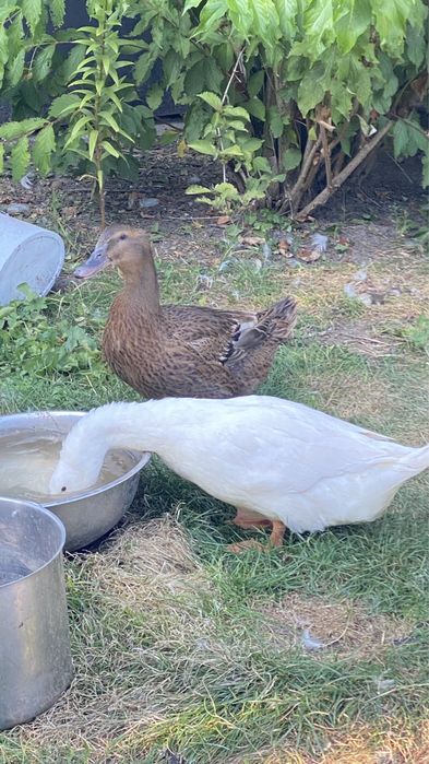 Качур молодий