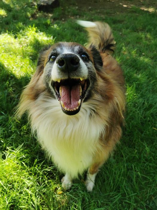 Mandu czeka na dom...