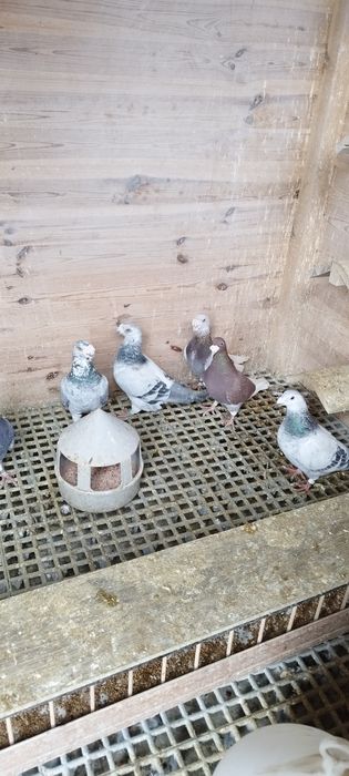 Gołębie staropolskie