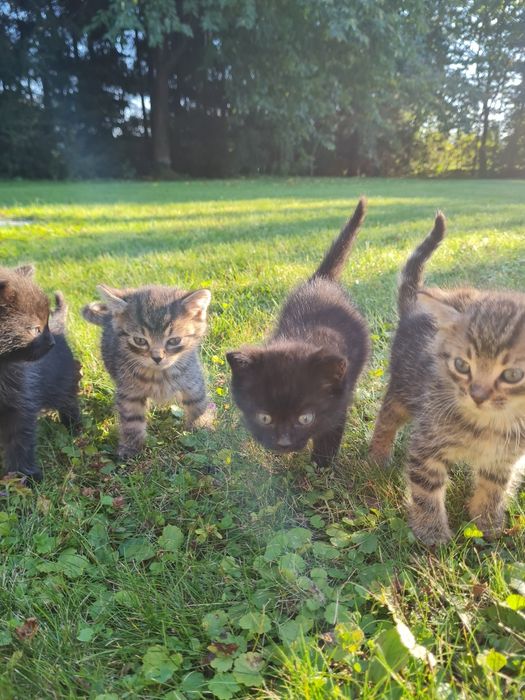 4 urocze kociaki szukają kochających domów!