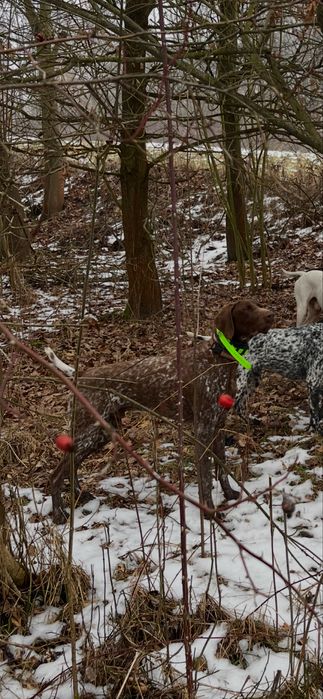 Wyżeł niemiecki krótkowłosy