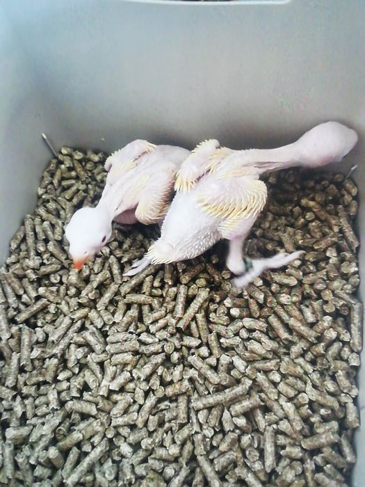 Dois ringnecks amarelos