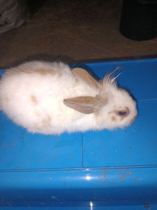 Króliki młode srokacze