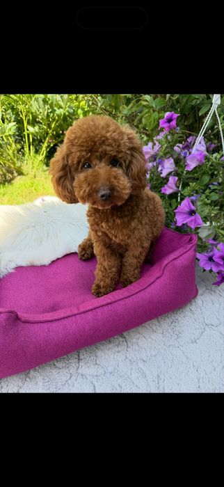 Підрощена дівчинка пудель доставка закордон