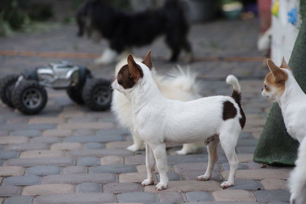 Мальчик мини бело коричневый кобби