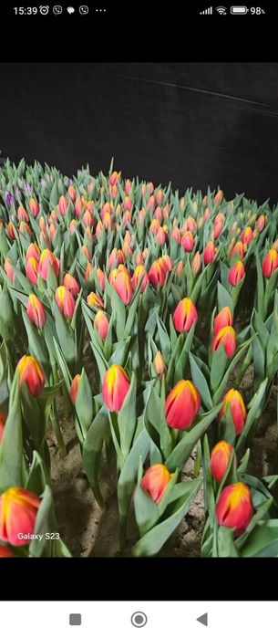 Тюльпани ГУРТ та РОЗДРІБ! Свіжий зріз, висока якість. Власна теплиця!