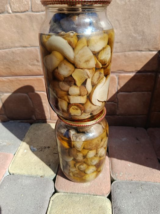 Білі засоленні гриби 1 літер