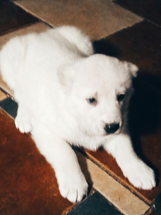 Продаж собаки породи Алабая